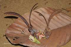 Dipterocarpus bourdillonii